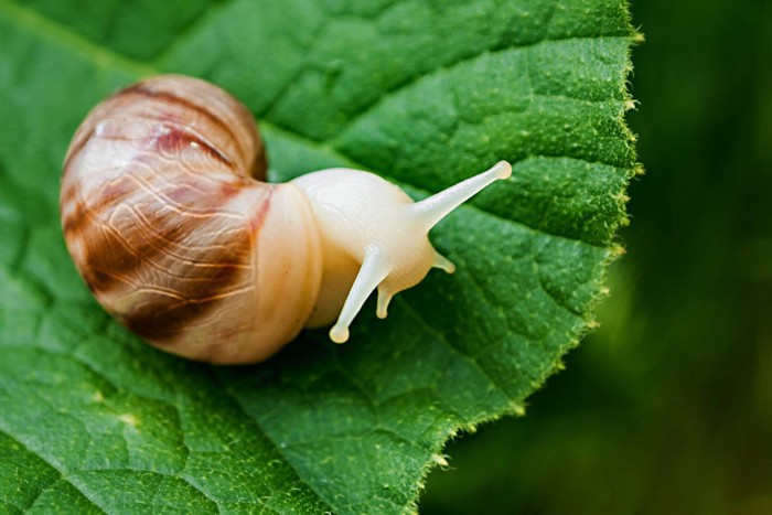カタツムリ