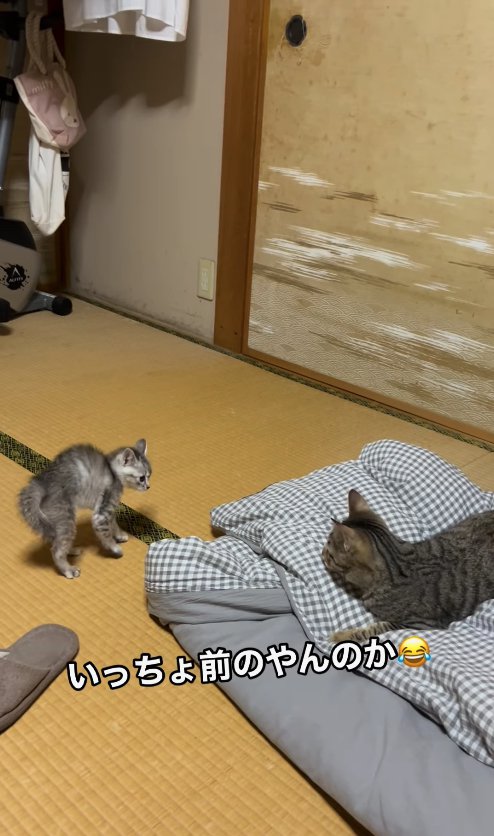 畳の上でやんのかステップをしている子猫