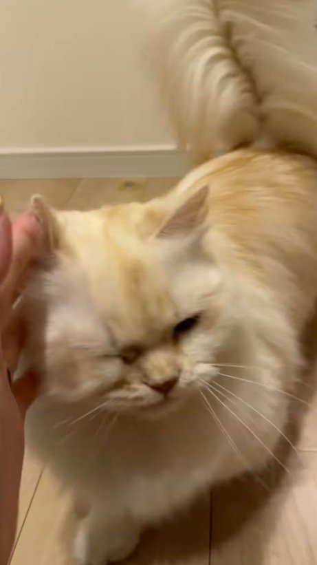 飼い主に撫でられて目を細める猫