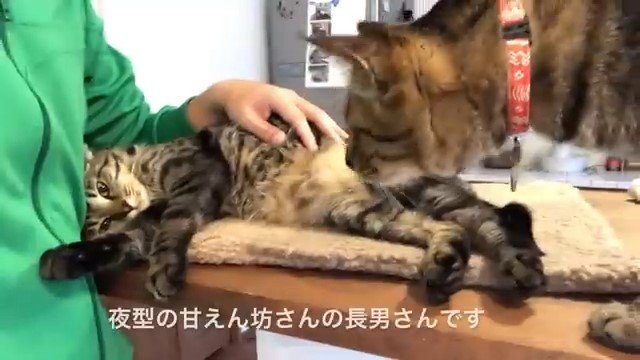 男性に甘える猫と近くに寄って来る猫