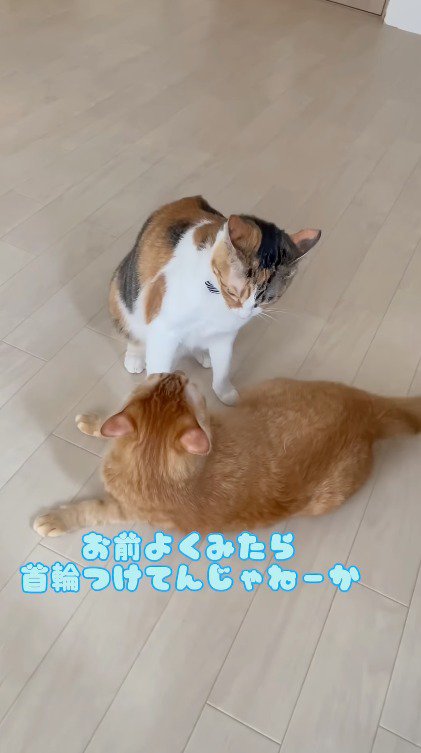 三毛猫が着けている首輪を見つめる茶トラ猫）