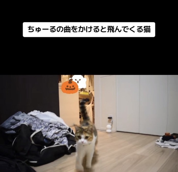 おやつをもらいにきたスコティッシュフォールド