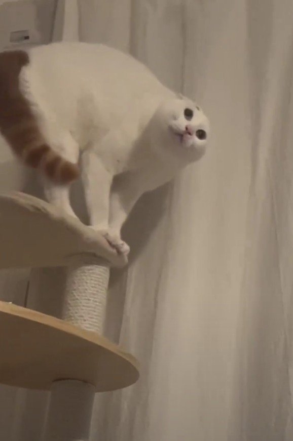 威嚇しているぽにおくん