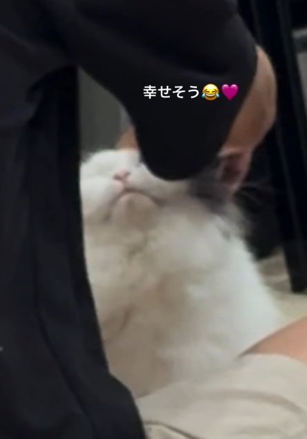 撫でられている猫