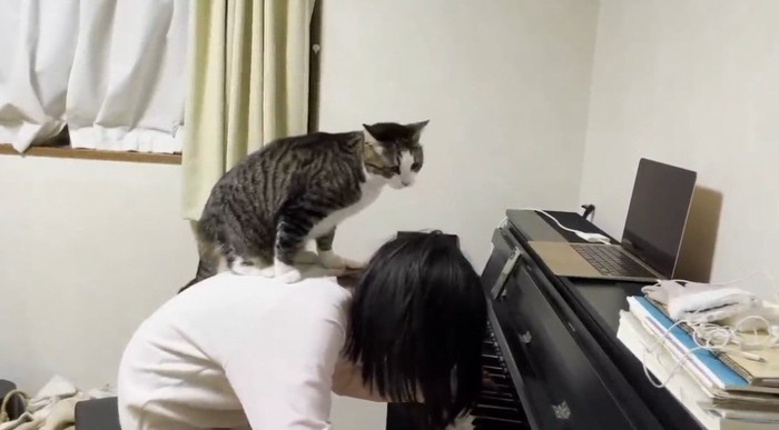 ピアノを弾く女の子の背中の上に乗る猫
