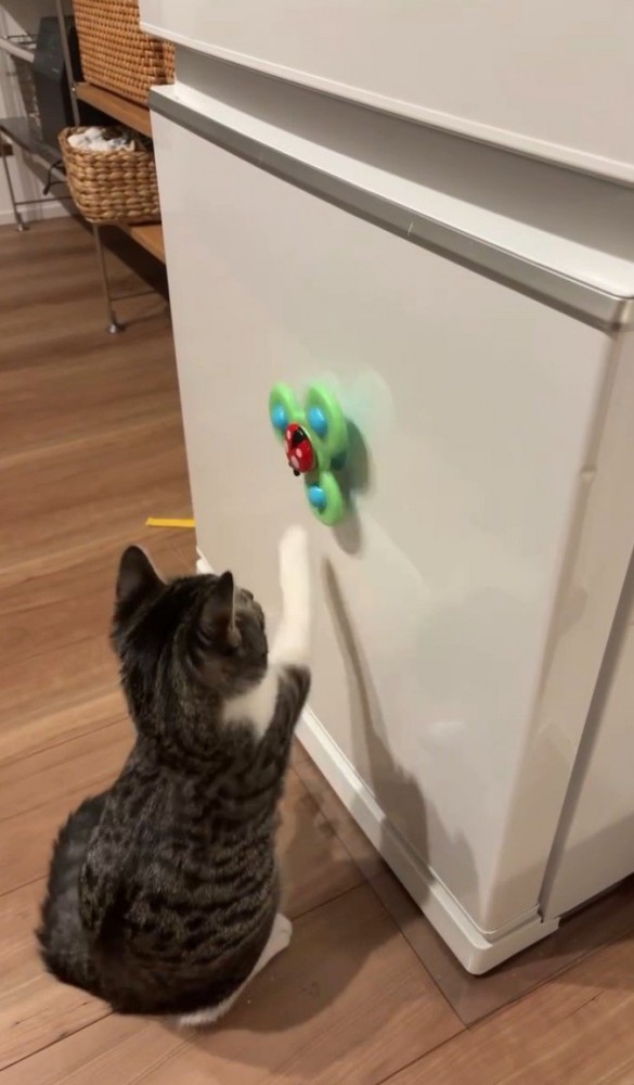 右手でおもちゃをまわす猫