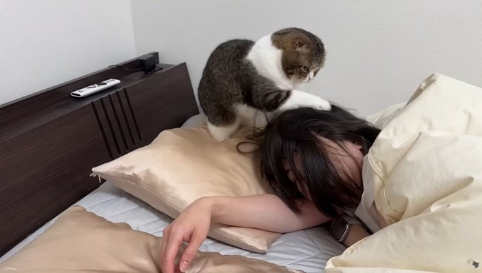 眠っている女性の頭に触れる猫