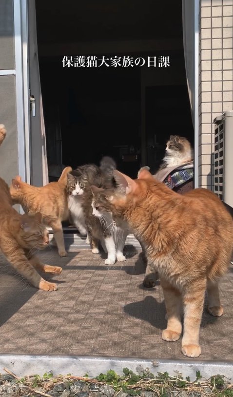 一斉に掃き出し窓から外に出てくる猫たち
