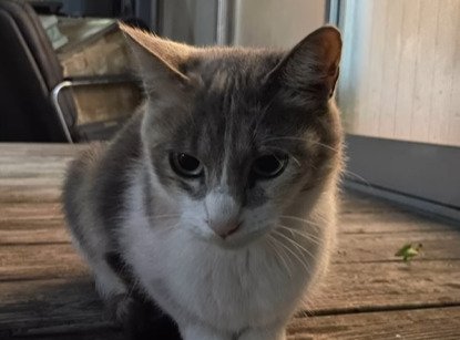 ママ猫のアップ