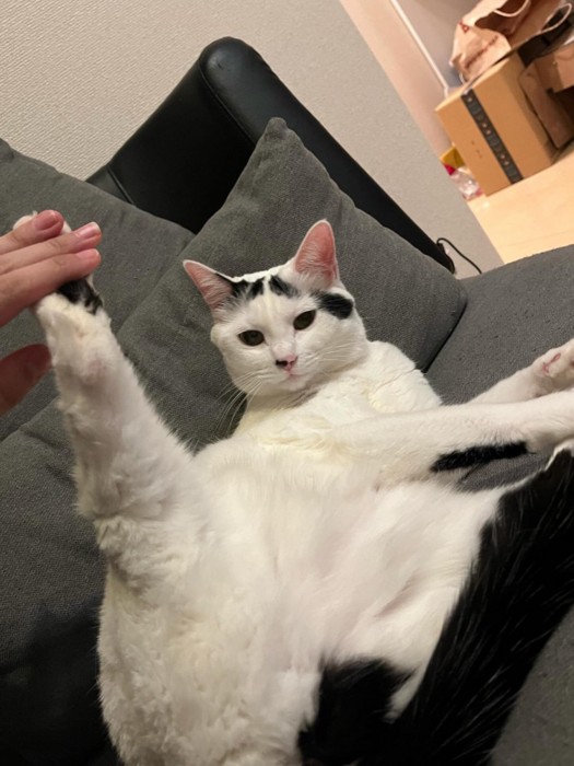 後ろ足をあげる猫