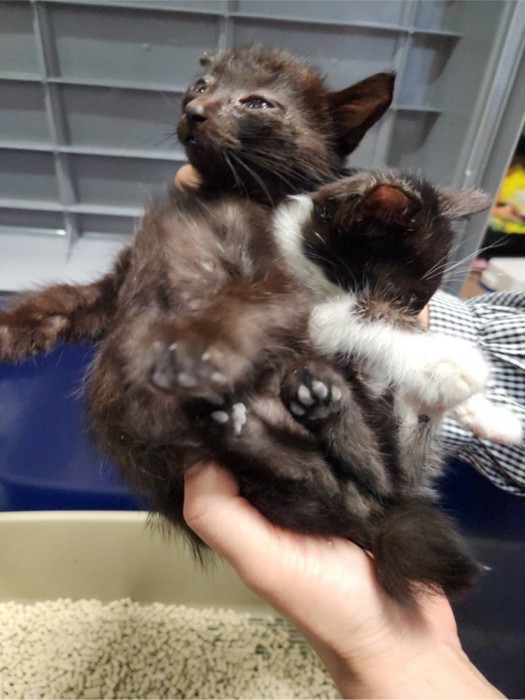 人に持たれる2匹の子猫