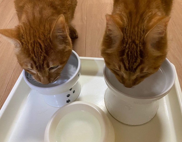 水を飲む猫2匹
