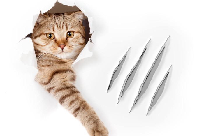 猫の爪研ぎ跡のイメージ
