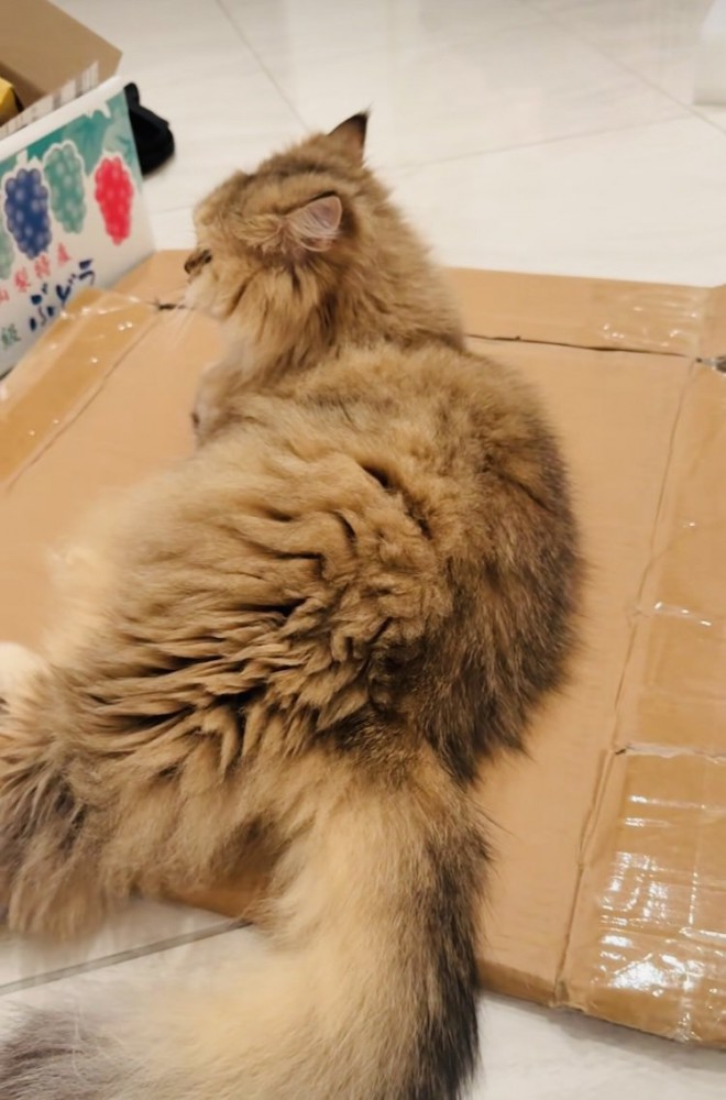 すました様子のペルシャ猫