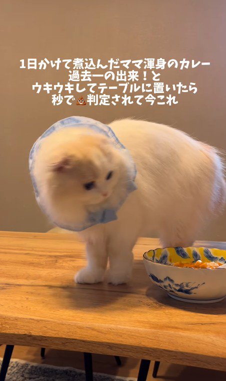 カレーを見る猫