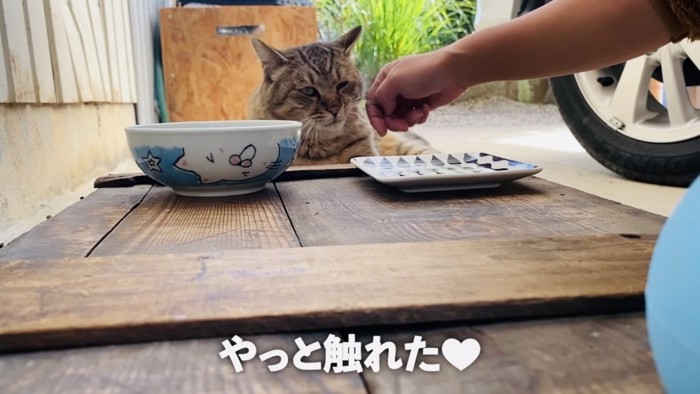 庭でママに撫でられるサビ猫