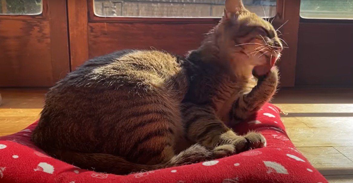 座布団の上で毛づくろいをする猫