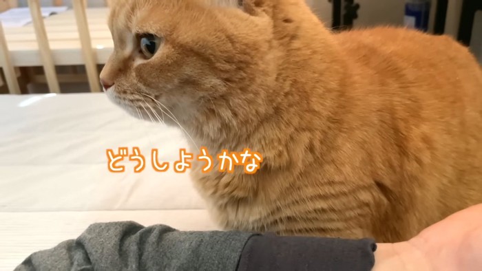 猫の横顔