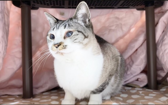 こたつに入る猫