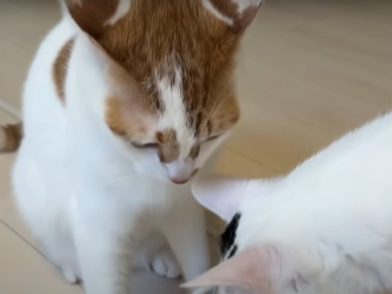 ご飯を取られる猫