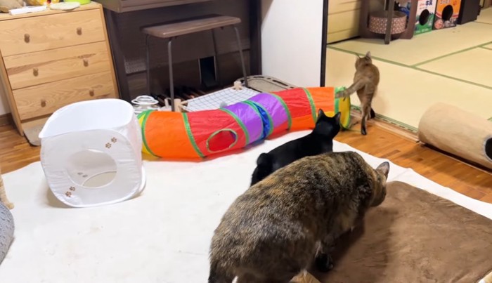 移動する猫さん達