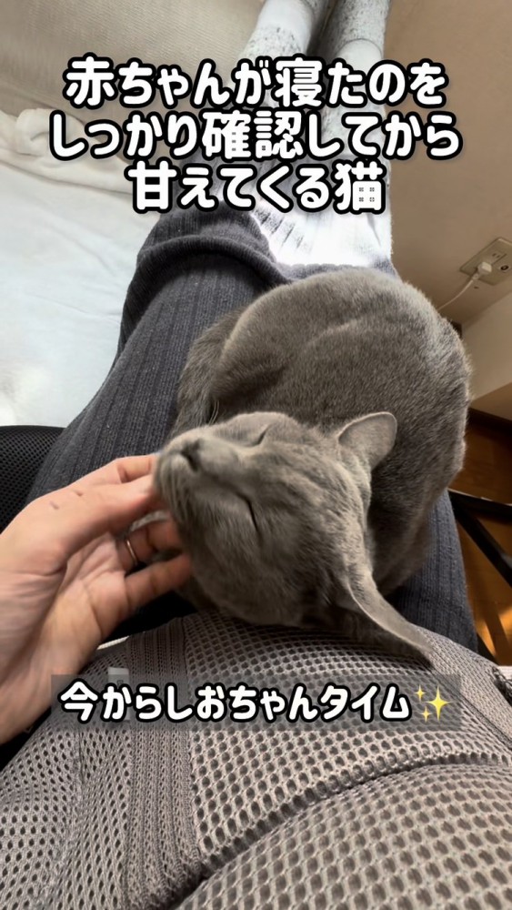 ママの足の上で甘える保護猫