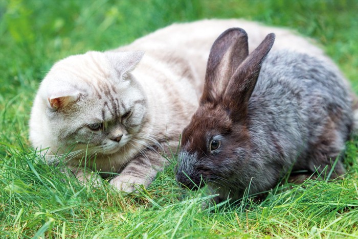 猫とうさぎ