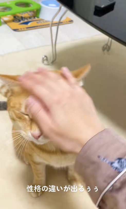 飼い主に撫でられて目を瞑っている茶トラ（片目隠れてる）