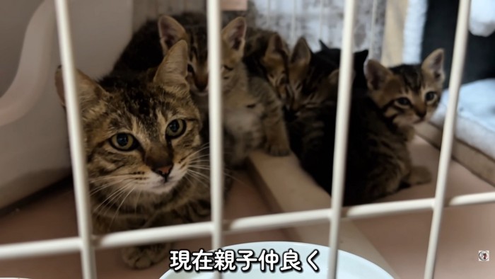 テロップ「現在親子仲良く」