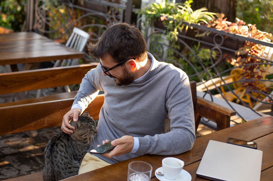 カフェでお客さんに甘える猫
