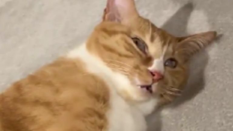 寝そべっている猫