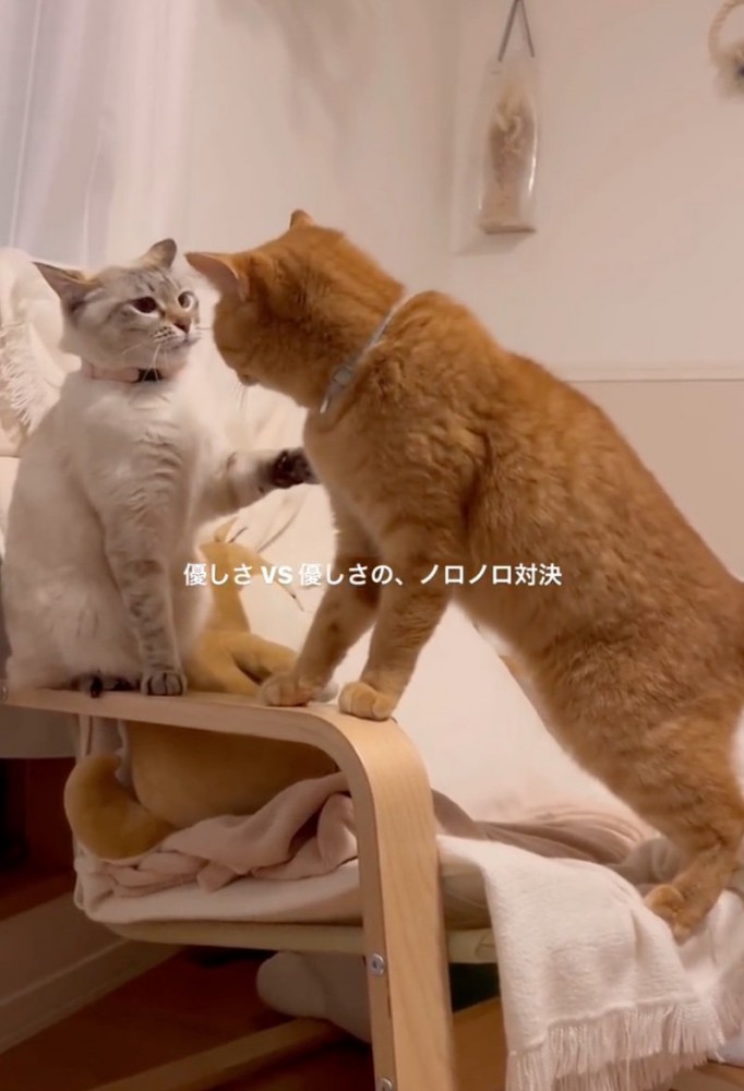 見つめ合う2匹の猫