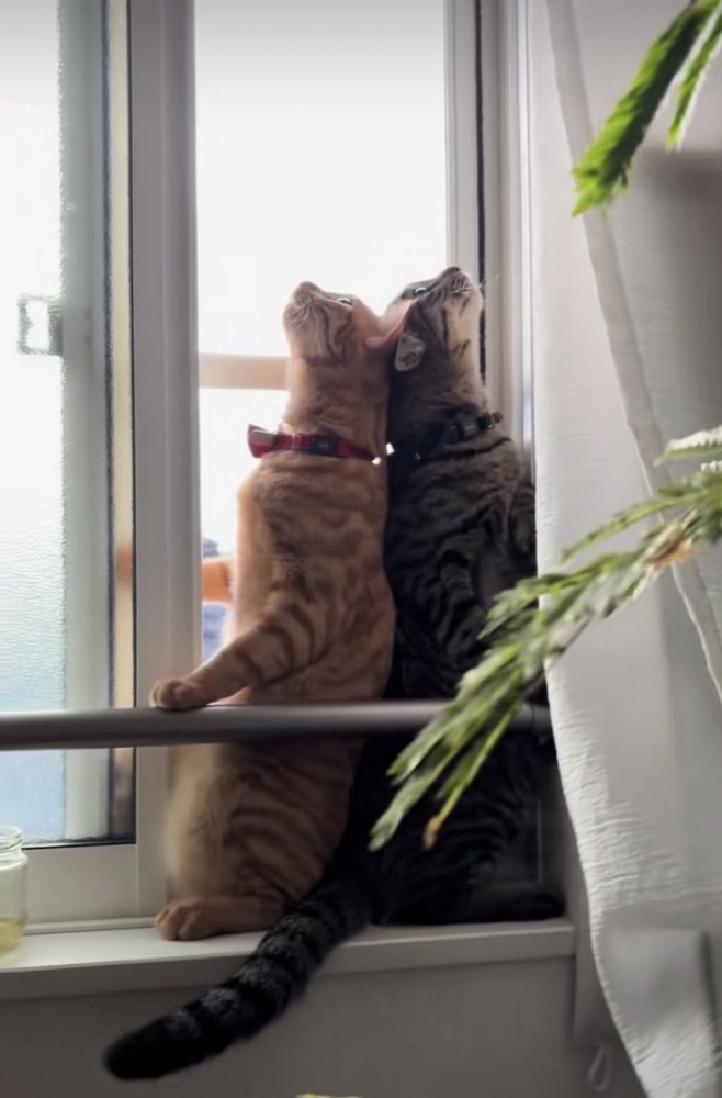 開いた窓のスペースに入るキジトラ猫と茶トラ猫