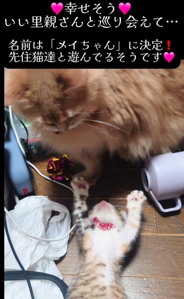 仰向けの子猫