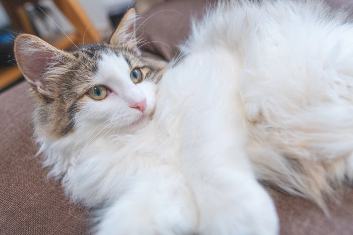 長毛猫