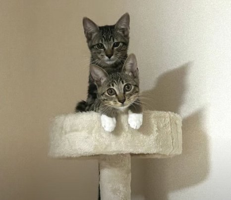 キャットタワーに登っている2匹のキジトラ猫