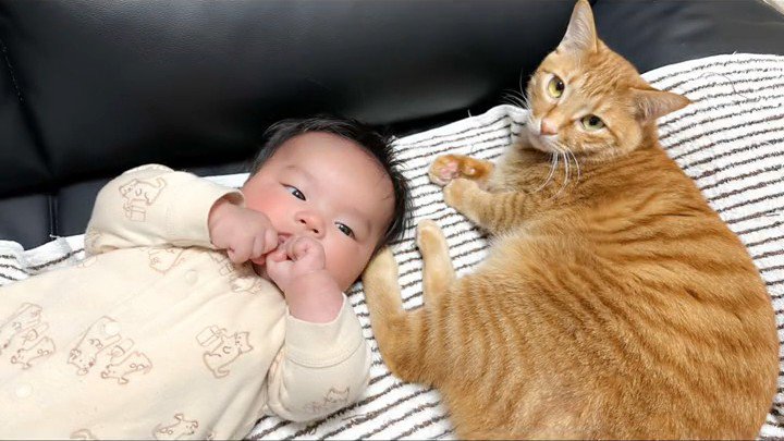 赤ちゃんに寄り添う猫