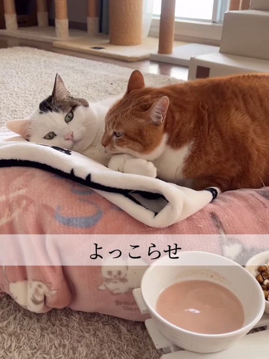 白い猫の前足に顔を乗せる茶色の猫