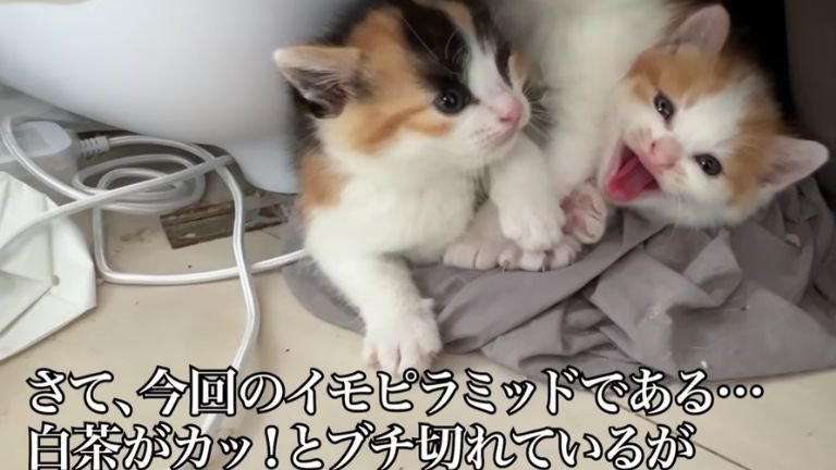 寄り添う子猫たち