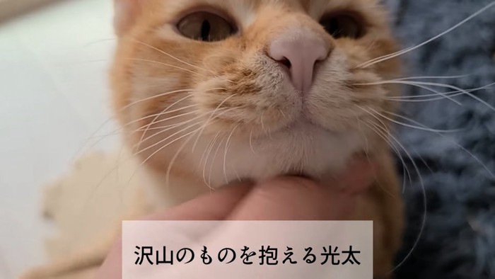 なでられる猫