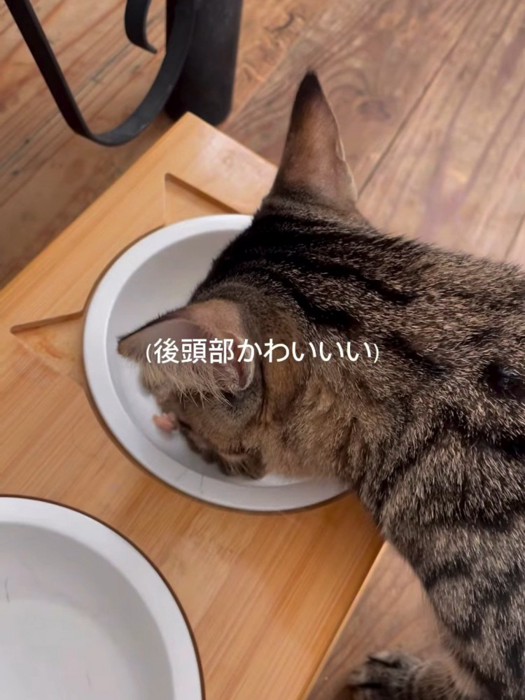 ごはんを食べる猫