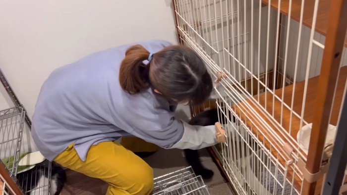ケージの中に入れられる黒猫