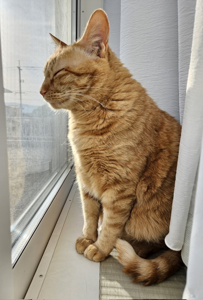 日向ぼっこ中のきなこくん