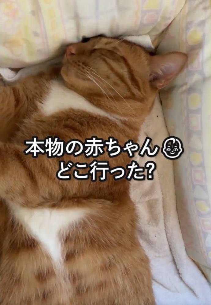 横向きで寝る猫