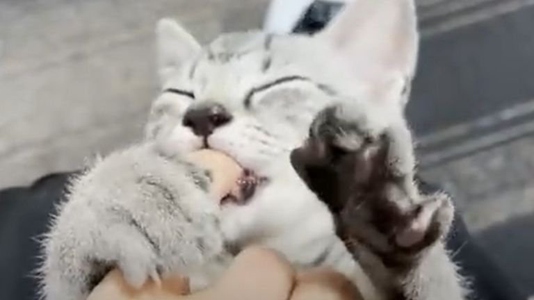 指を吸っている子猫