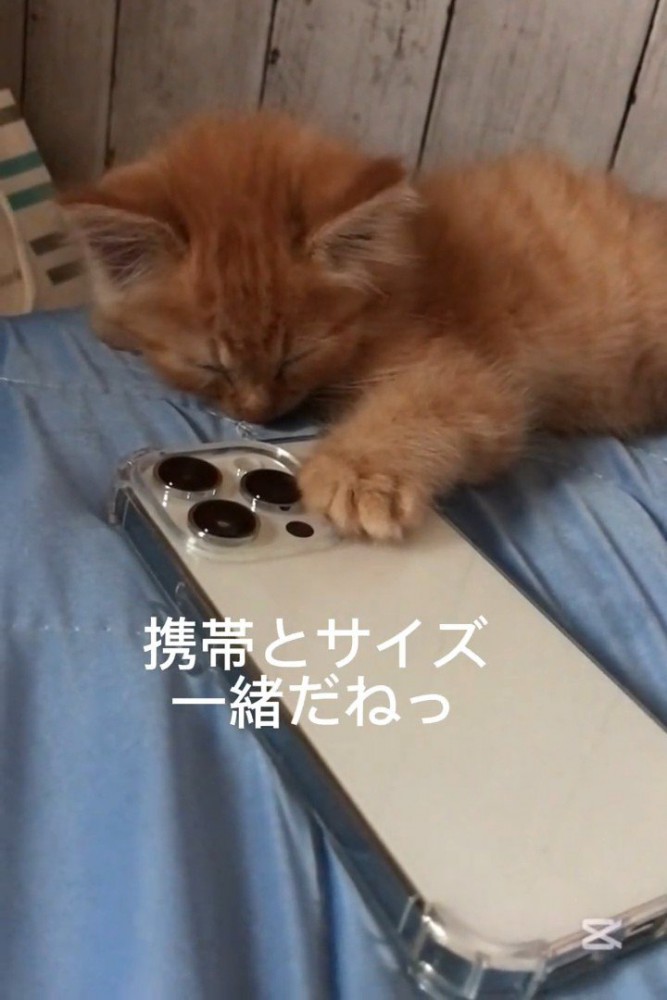 スマホの隣で寝る子猫