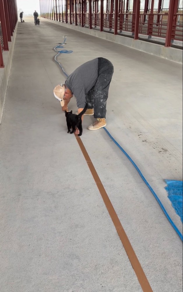 手の間に入り込む子猫