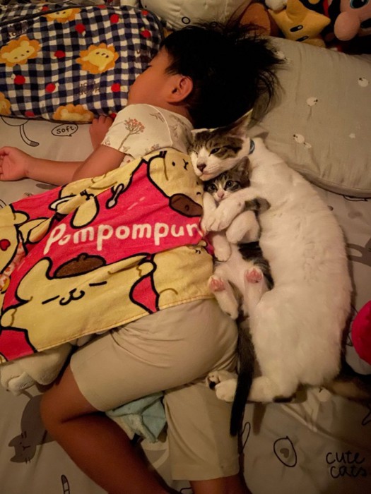 ぐっすり眠る4歳児に寄り添う猫2匹3