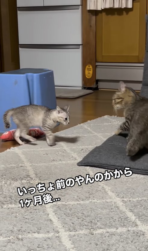 座椅子の上にいるキジトラに向かっていく子猫