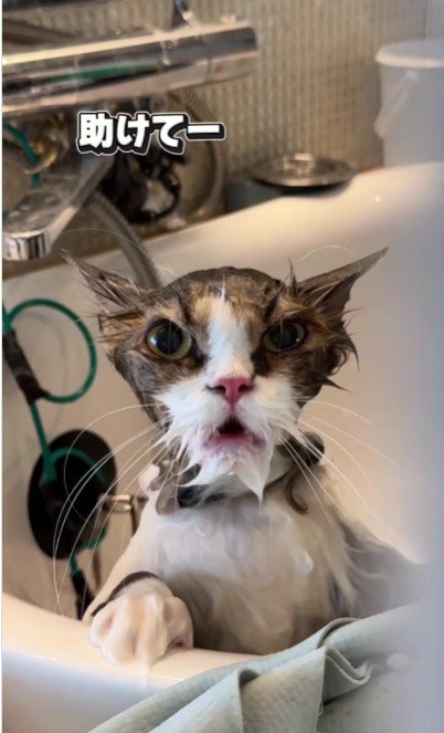 シャンプーをしている猫